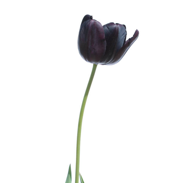 istock Black tulip isolated on white background 670985278