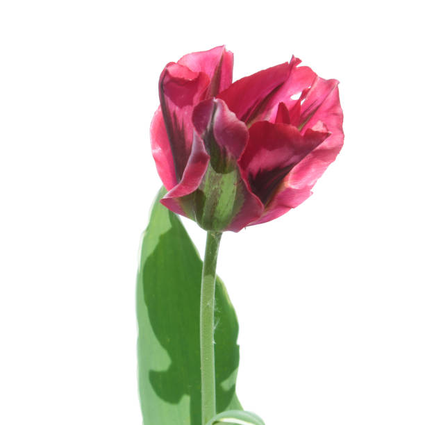 istock Viridiflora red tulip isolated on white background 670985674