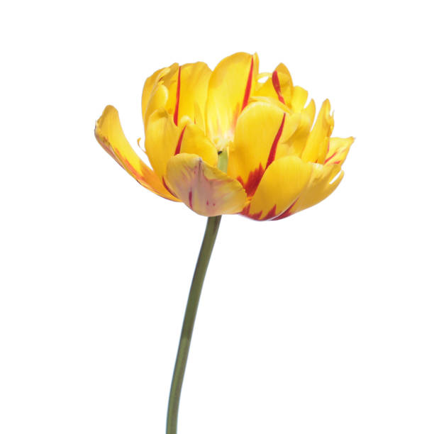 istock Yellow and red tulip isolated on white background 670987344