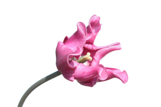istock Pink tulip isolated on white background 670987782