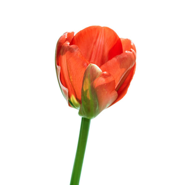istock Red tulip isolated on white background 670988000