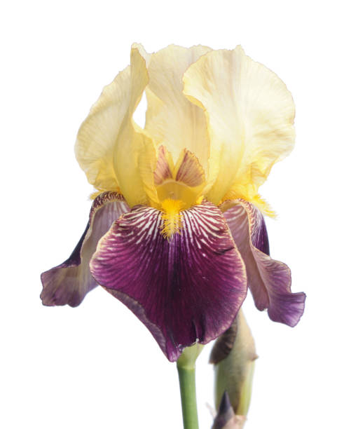 istock White and violet iris isolated on white background 670988530