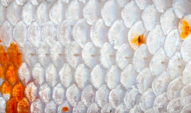 istock Closeup to Orange and White Shining Koi Fish Scale Background 670995382