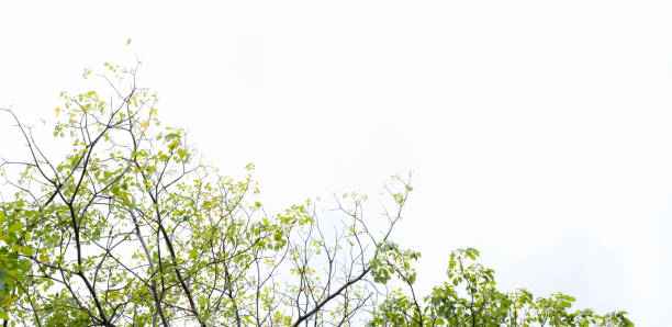 istock green leaves and branches isolated on white background for environment nature concept for design and decoration. 670998420