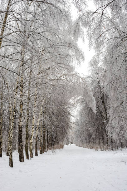 istock Birch snowy alley 670998830
