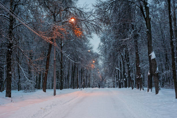 istock Snowy tree alley in the evening 671002810