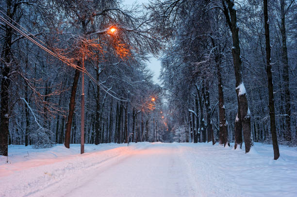 istock Snowy tree alley in the evening 671002832