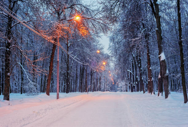 istock Snowy tree alley in the evening 671002846