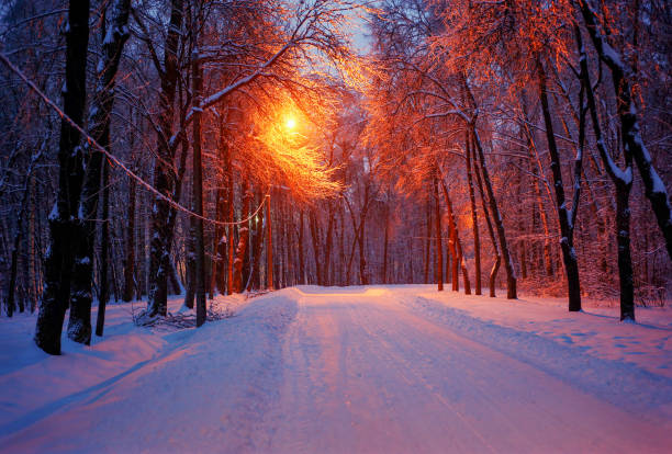 istock Snowy tree alley in the evening 671002850