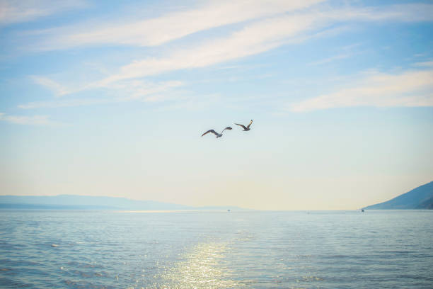 Two seagull flying over the sea