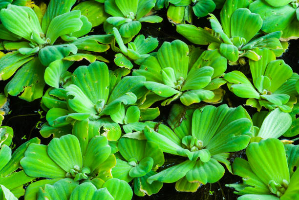 istock Closeup to Floating Bright Green Duckweed on Water Surface 671005408