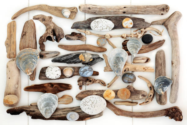 istock Natural Driftwood, Seashell and Rock Abstract 671006094