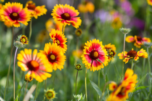 istock Red yellow flowers in a garden 671006194