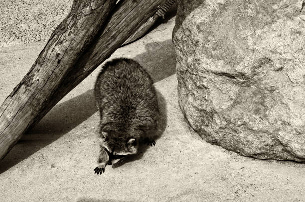 istock Raccoon sepia tonned 671008988