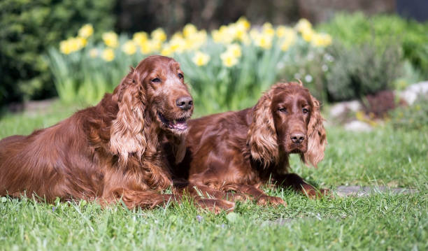 istock Funny dogs banner 671009790