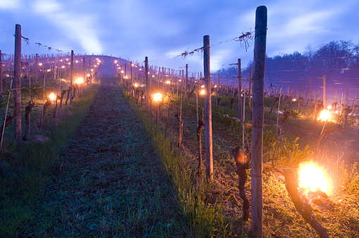 Series of small campfires are placed under grape vines in a vineyard for the frost protection in a cool night in the springtime.