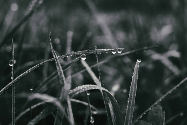 istock Water droplets on grass. Slovakia 671015144