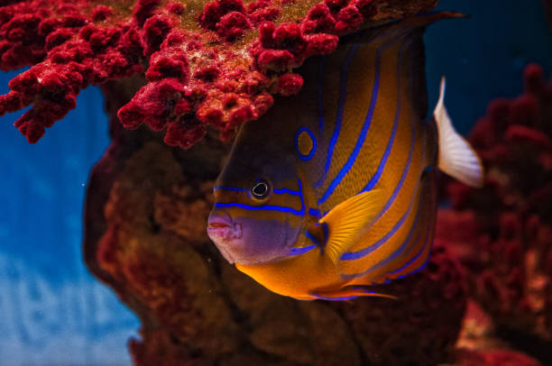 istock Colorful angelfish also known as bluering angelfish deep underwater 671015178