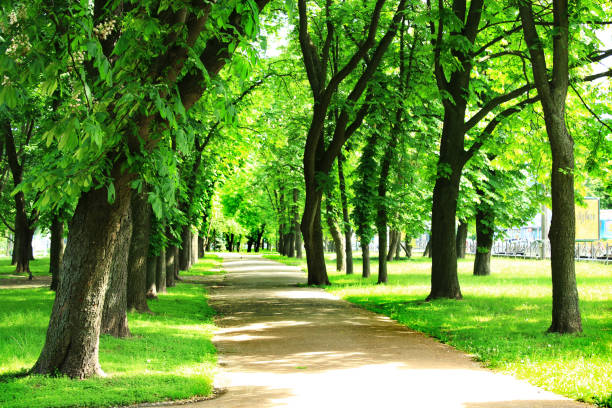 istock path in the beautiful city summer park with green trees 671015414