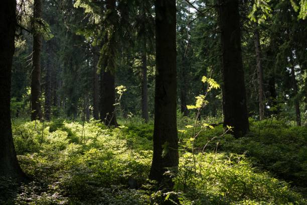 istock Sun and shadows in forest. Slovakia 671015504