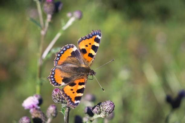 istock Butterfly on flower. Slovakia 671015548