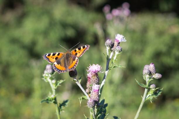 istock Butterfly on flower. Slovakia 671015572