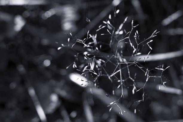 istock Grass in nature. Slovakia 671015586