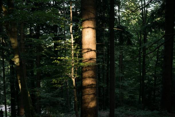 Forest during summer with shadows. Slovakia