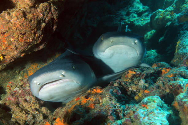 weißspitzen-riffhaie - whitetip reef shark stock-fotos und bilder