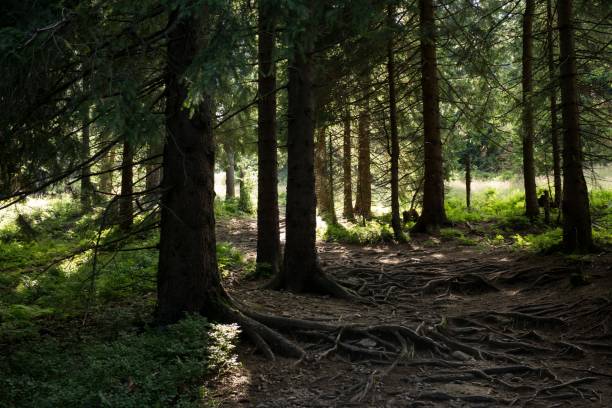istock Sun and shadows in forest. Slovakia 671017898