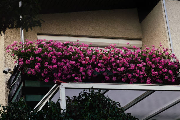 Balcony with flower boxes full of petunias