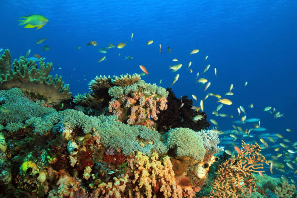 istock Raja Ampat Coral Reef 671022360