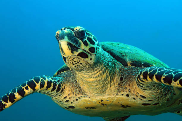 Hawksbill Turtle stock photo