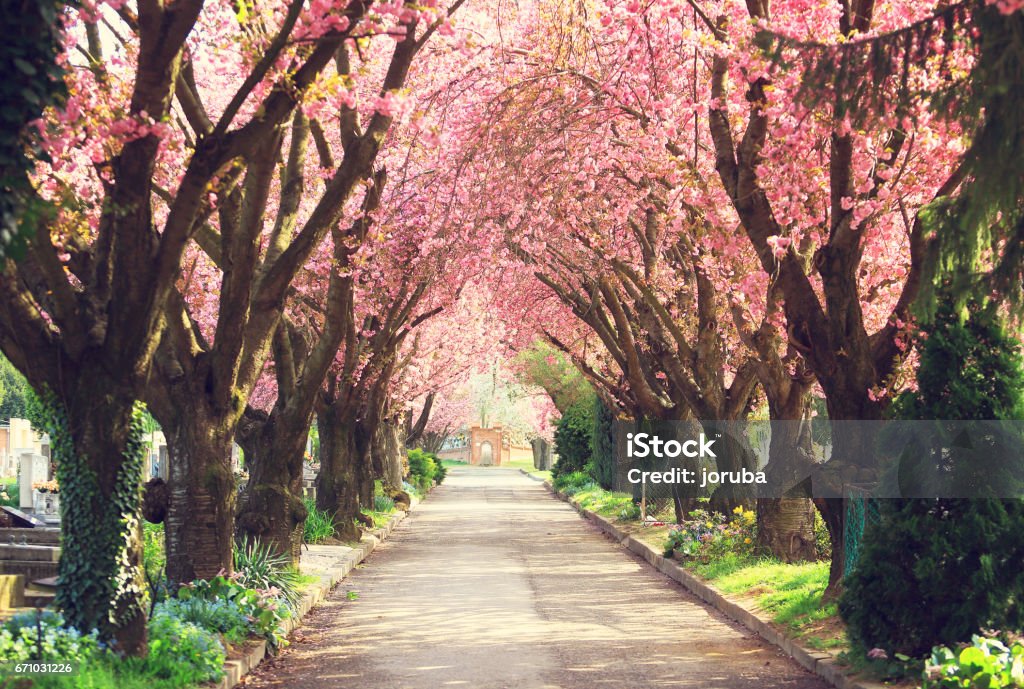 Blooming trees in spring Road with blooming trees in spring Cherry Blossom Stock Photo