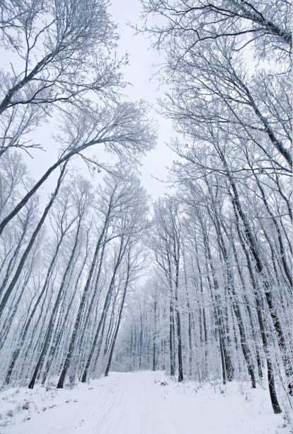 istock Snowy forest in winter at wide angel view 671031716