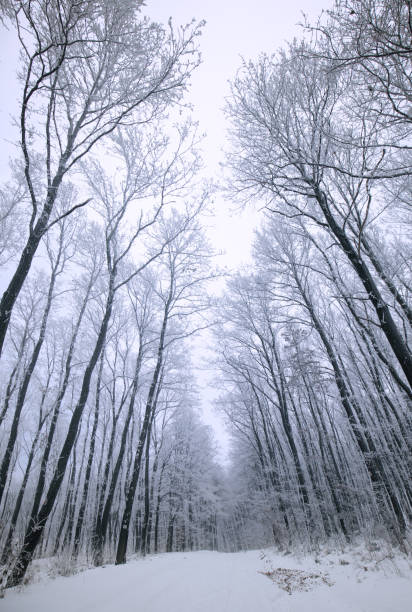 istock Snowy forest in winter at wide angel view 671031778