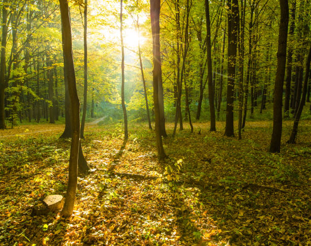 istock Sunrise in autumn forest 671034660