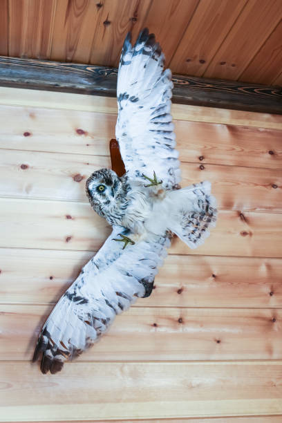istock Stuffed owl on a wooden plank background. 671035486