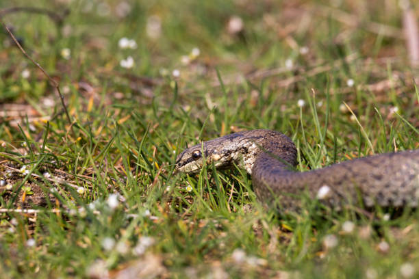 istock Smooth snake in spring grass. Reptile Coronella austriaca 671038290