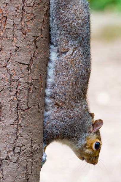 istock Close-up of a Grey Squirrel climbing down a vertical tree trunk 671039246
