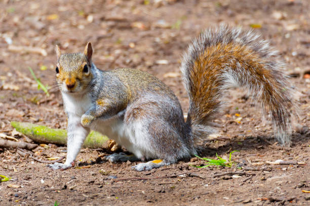istock Grey Squirrel with one leg raised looking at the camera. 671039282
