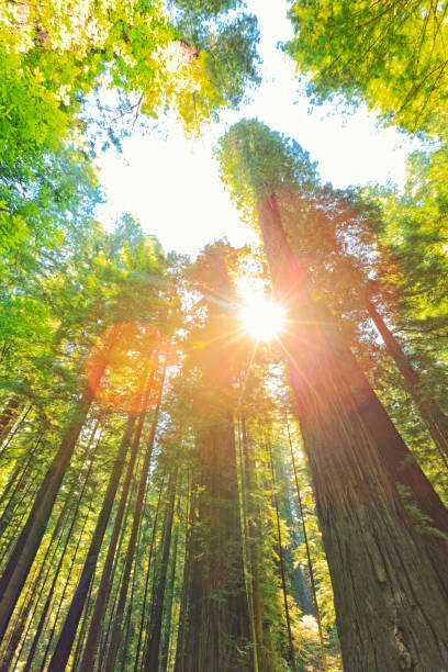 istock Redwood National and State Parks 671039402