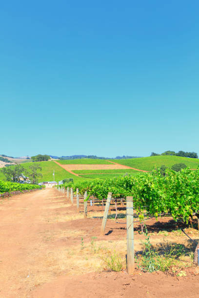 istock Winery in California 671041750
