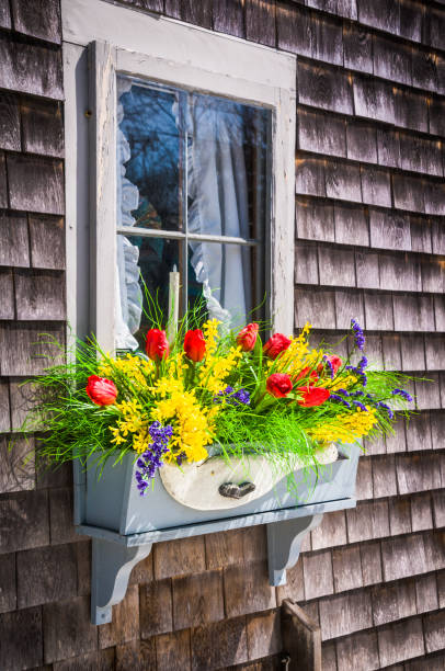 Tulip Window Box 70+ Tulips Window Box Stock Photos, Pictures & Royalty-Free Images - iStock