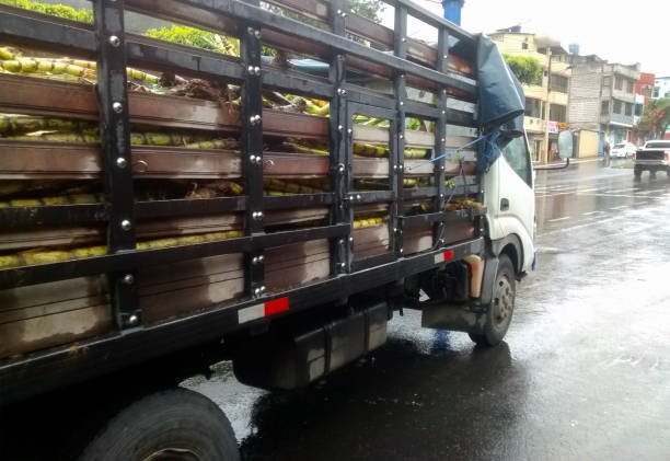istock A truck transporting sugar cane 671047826
