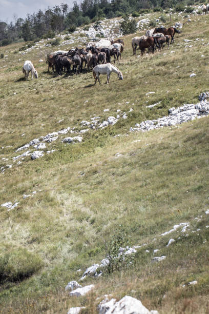 istock Wild horses in a herd on a green pasture 671050476