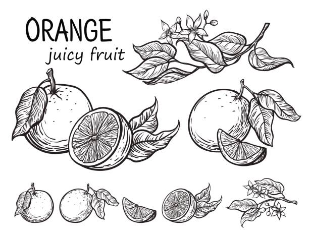 Vector oranges hand drawn sketch. Vector set oranges hand drawn sketch. Sketch vector food illustration. Vintage style citron stock illustrations