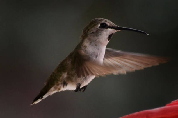 istock Hummingbird with Wings in Front in the Desert Closeup 671055680