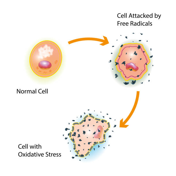 180+ Free Radicals Illustrations Illustrations - iStock