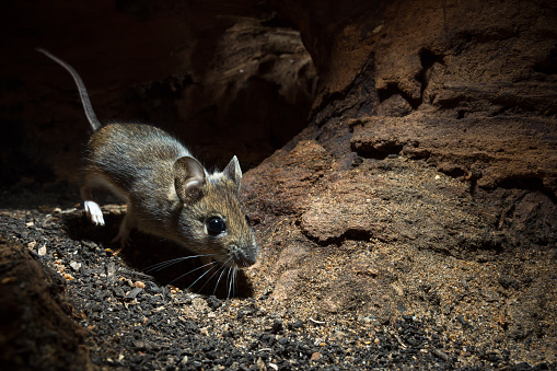 Underground picture of mouse
